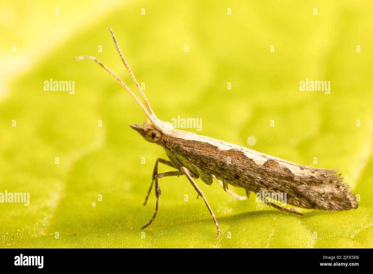 MDiamond-back moth, un parassita commerciale di cavoli, che può migrare grandi distanze in gran numero e ha sviluppato la resistenza ai pesticidi. Foto Stock