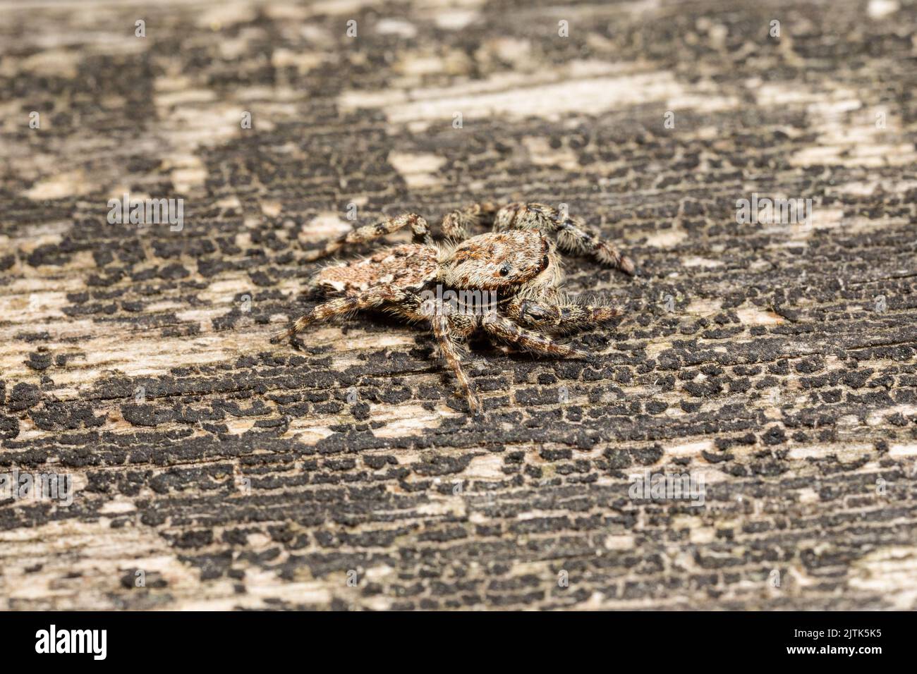 Il ragno di salto Fencepost - uno dei più grandi ragni di questo gruppo nel Regno Unito - ben mimetizzazione contro il grano del fencepost è stato trovato su. Foto Stock