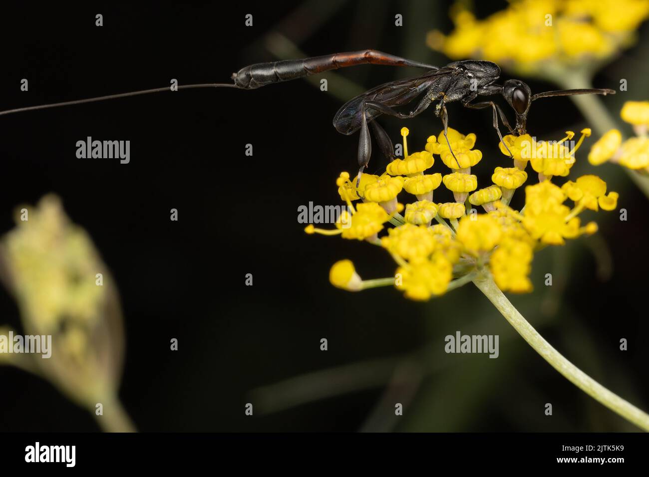 Una femmina parassita vespa (gasteruption jaculator) con un ovipositor massivo (uovo che posa la punta sulla fine del suo addome) che si nutrono sul nettare. Foto Stock