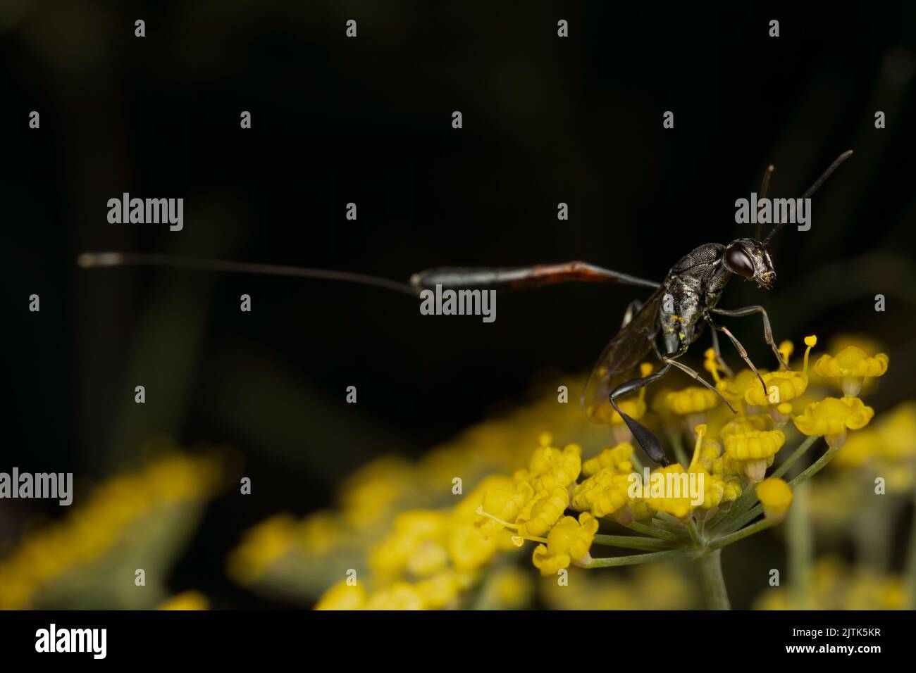 Una femmina parassita vespa (gasteruption jaculator) con un ovipositor massivo (uovo che posa la punta sulla fine del suo addome) che si nutrono sul nettare. Foto Stock
