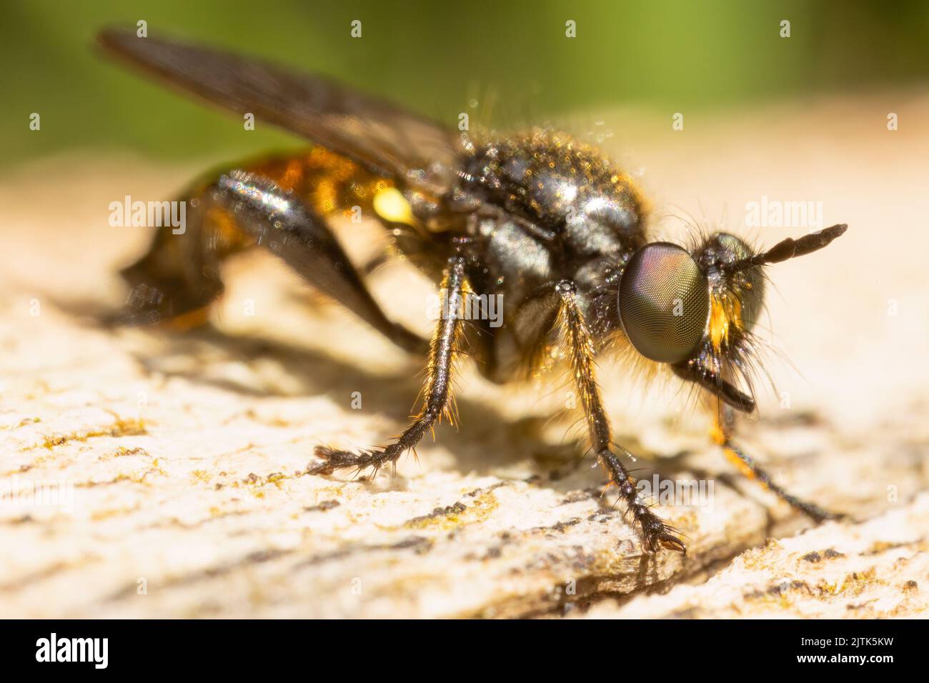 Primo piano di una mosca ladro dai capelli d'oro. Una piccola specie all'interno di questo gruppo di insetti predatori altamente manovrabili. Foto Stock