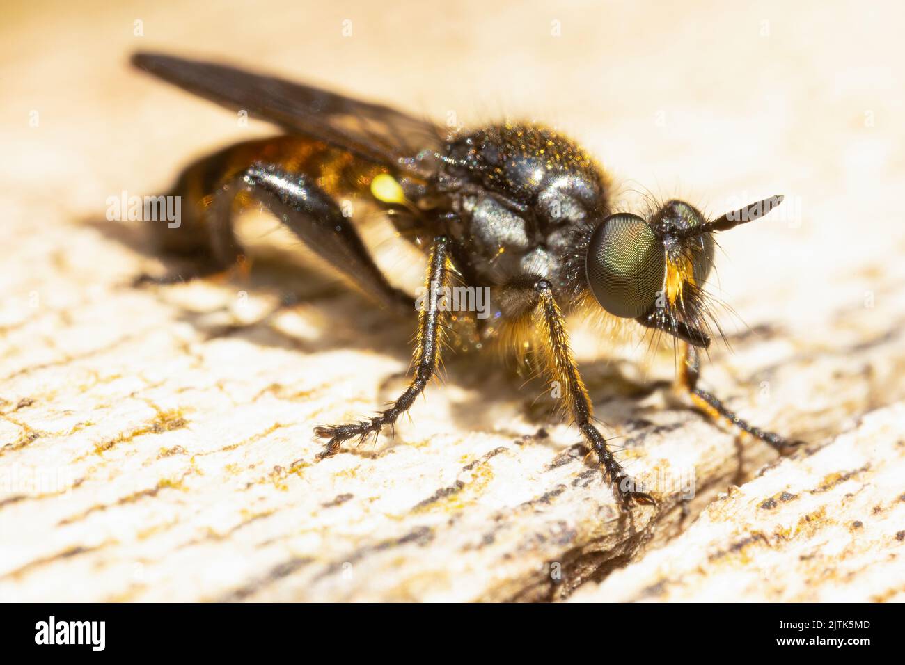 Primo piano di una mosca ladro dai capelli d'oro. Una piccola specie all'interno di questo gruppo di insetti predatori altamente manovrabili. Foto Stock