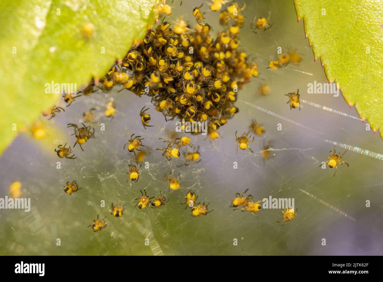 Spiderlings che si schiudono tra le foglie di rosa, con le campane sullo sfondo. Giardino. Kent. REGNO UNITO Foto Stock