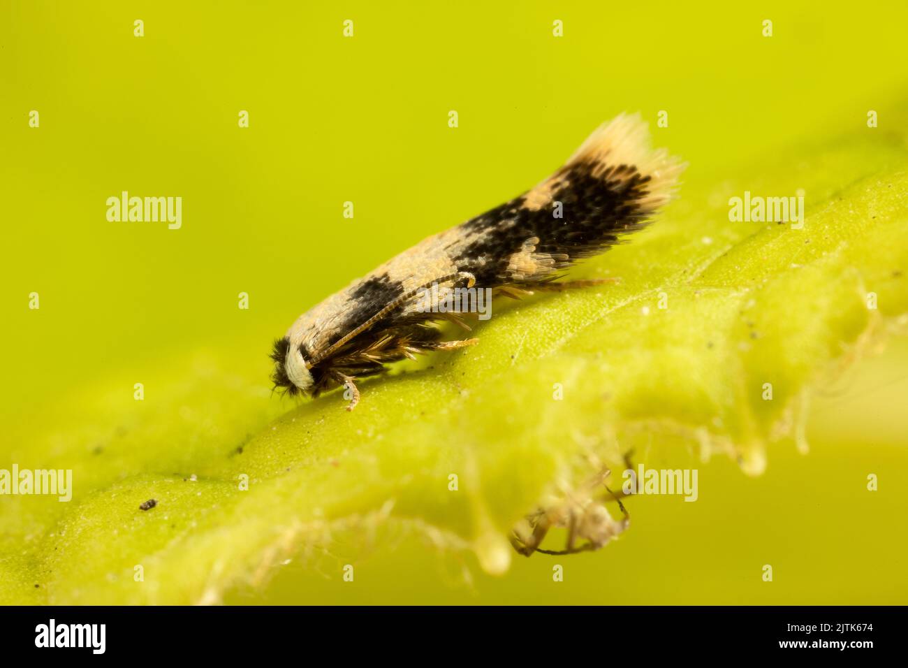 Una minuscola microtola di semi di Sycamore Pigmy fotografata nel giardino suburbano nel Kent, Regno Unito. Così piccole le singole scale alari sembrano enormi. Foto Stock