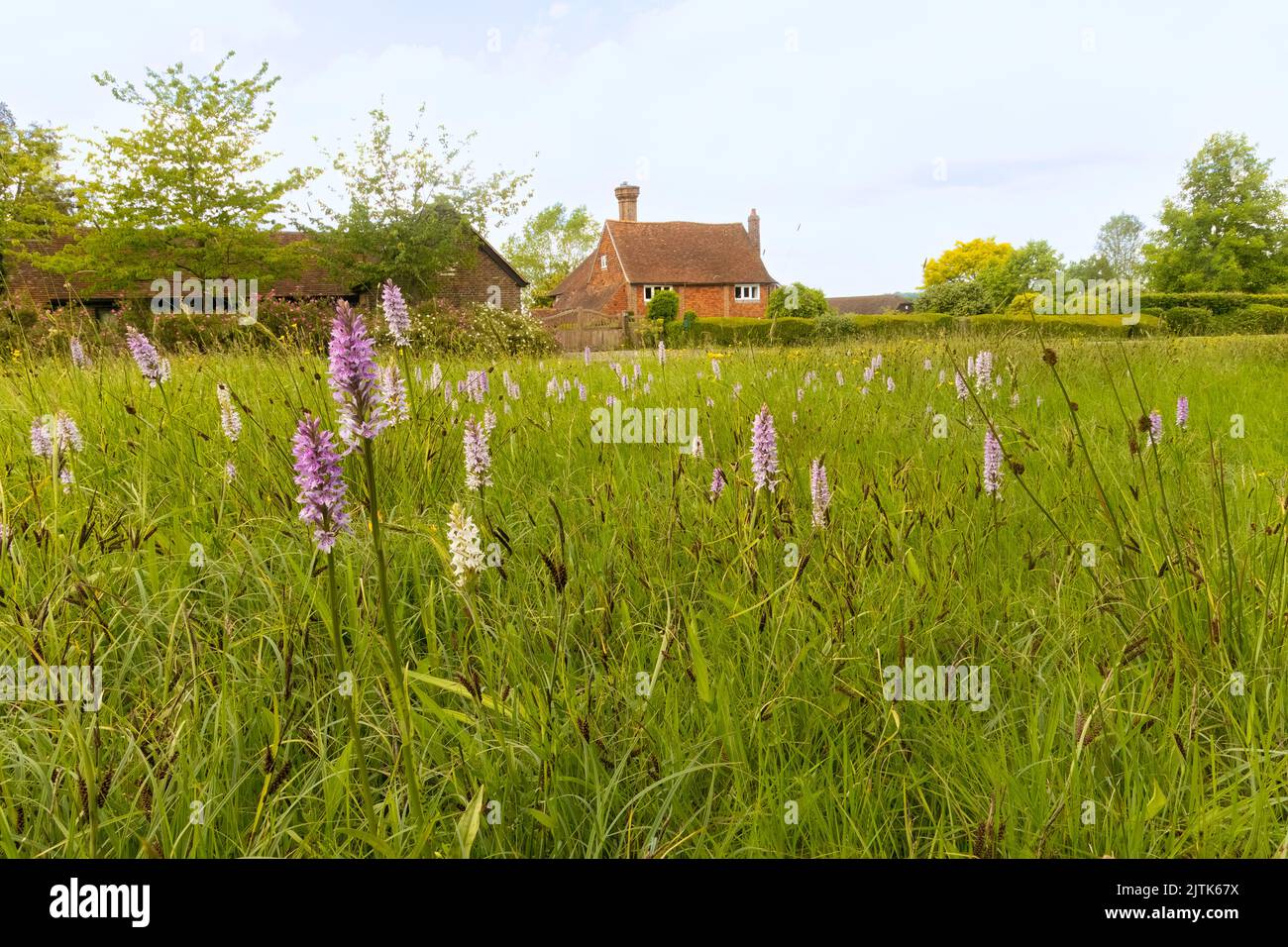 Villaggio scatola di cioccolato comune in Kent, Regno Unito, con orchidee in primo piano e cottage in background. Foto Stock