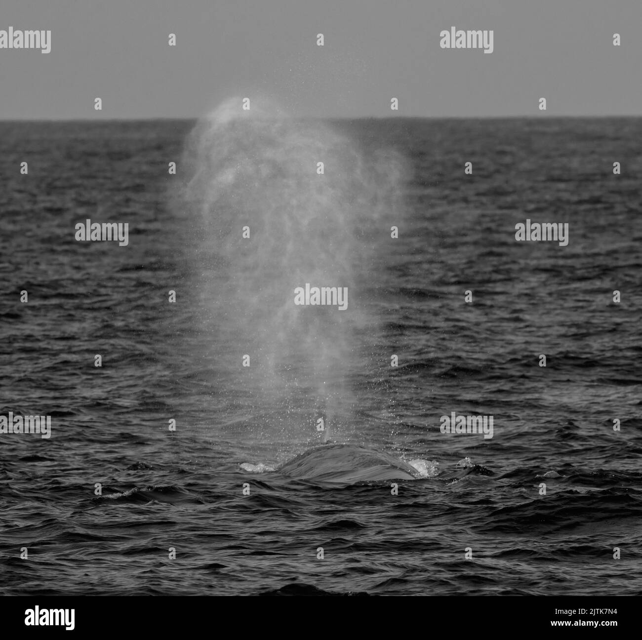 Balena nera e bianca; balena in bianco e nero; balena monocromatica; balena blu che soffia fuori acqua; balena buca; acqua che sputava acqua; balena che sputava acqua dal buco di soffio Foto Stock