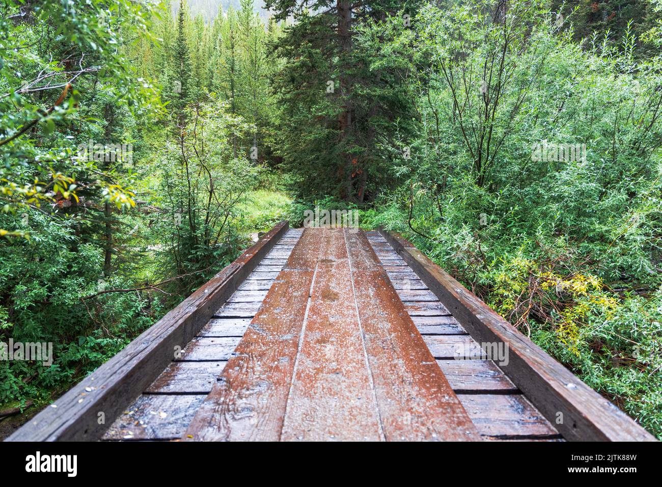 Un ponte nella foresta che porta a Mount Harvard e Mount Columbia in Colorado. Foto Stock