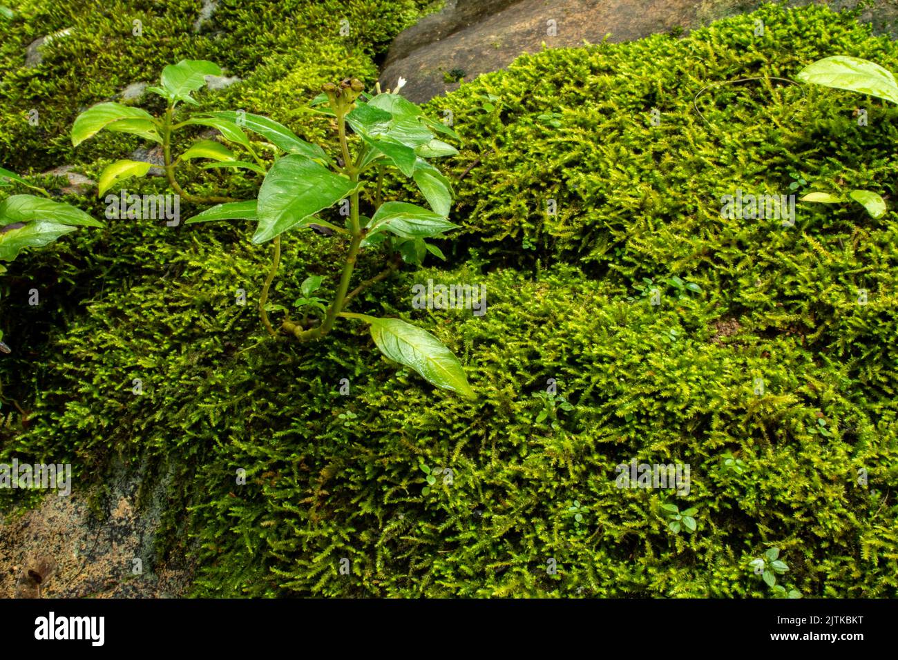 Muschio verde sulla roccia Foto Stock