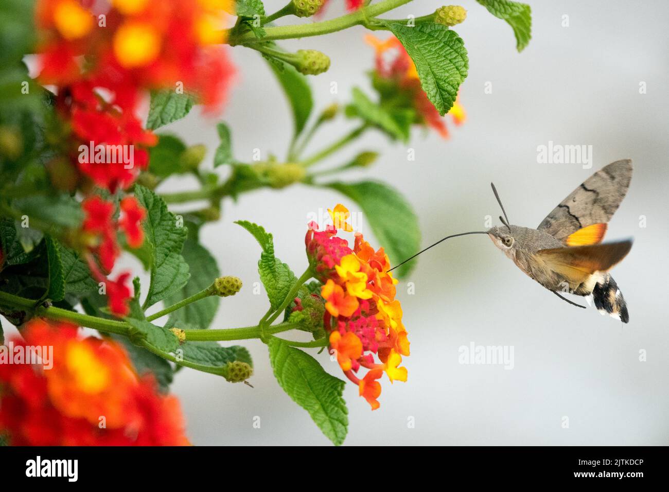 Flying Moth to Flower, Lantana camara, Spanish flag, Macroglossum stellatarum, Hummingbird hawk-moth, Nectaring, fioritura, pianta Foto Stock