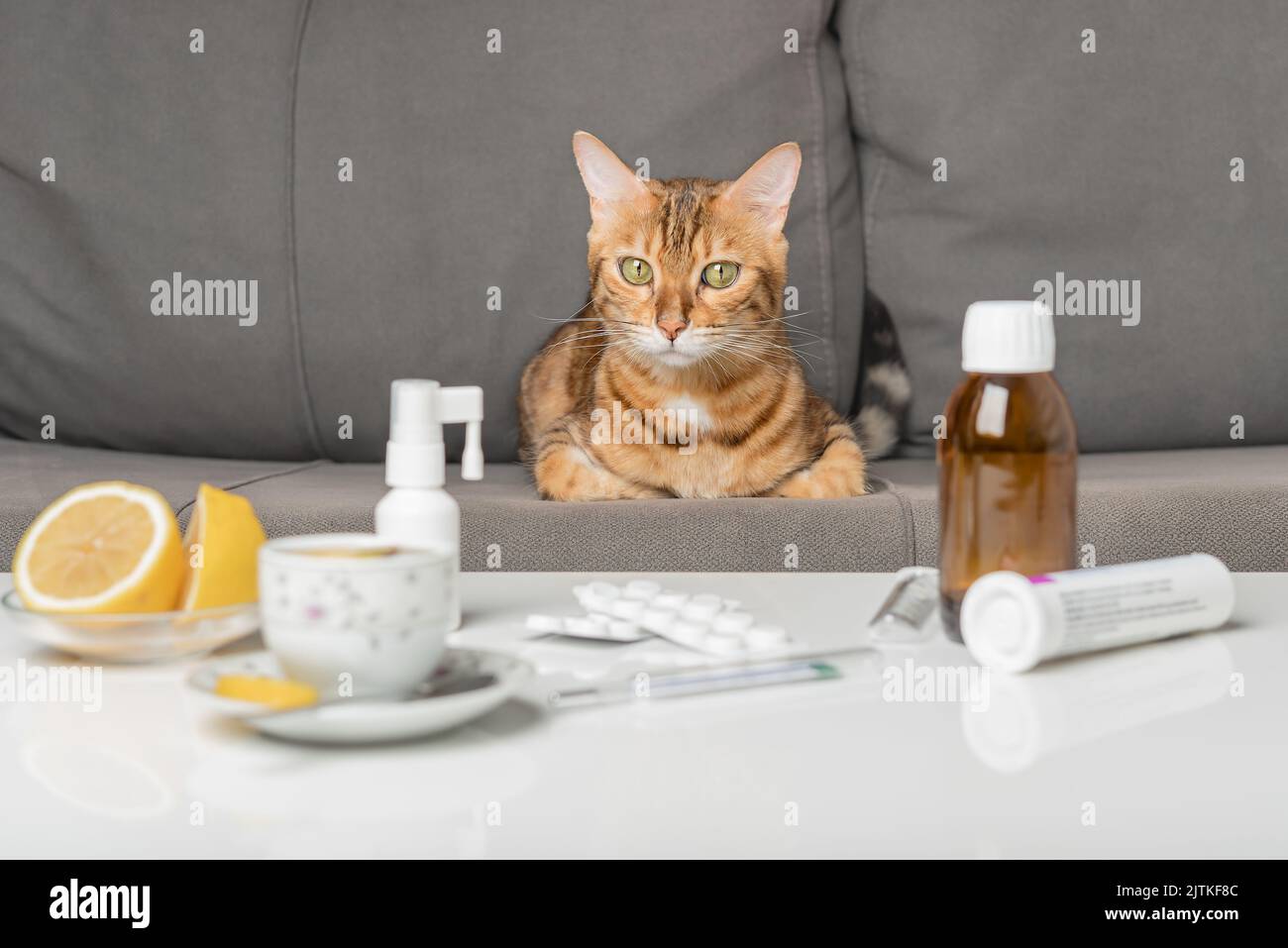 Un gatto con un raffreddore o influenza si siede su un divano vicino a un tavolo con farmaci. Il concetto di raffreddore. Foto Stock