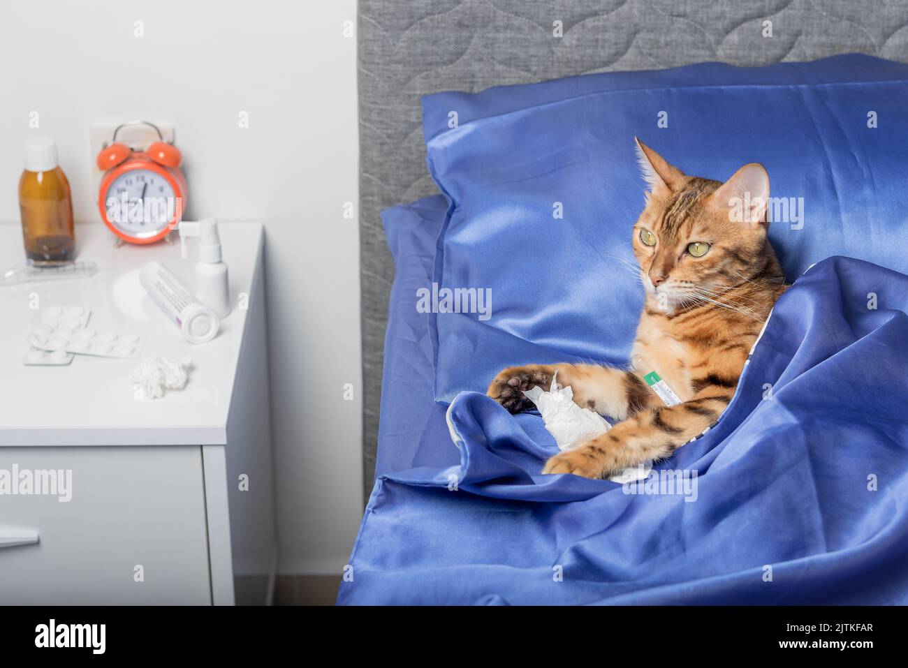 Un gatto con un termometro è malato con un raffreddore, influenza, febbre a letto. Concetto di trattamento domestico. Foto Stock