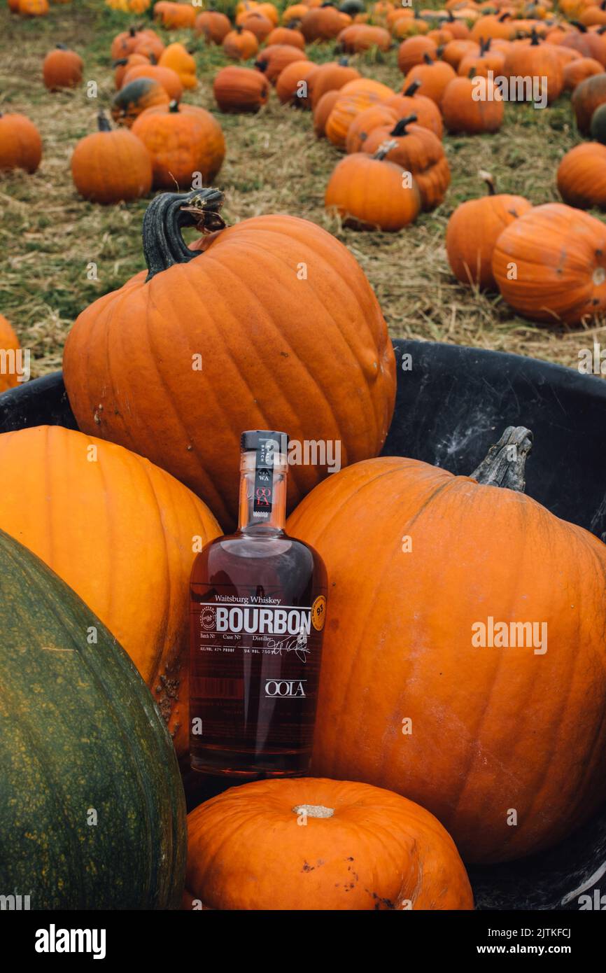 Una bottiglia singola di whisky borbonico dello Stato di Washington in un cerotto di zucca con un labirinto di mais sullo sfondo Foto Stock