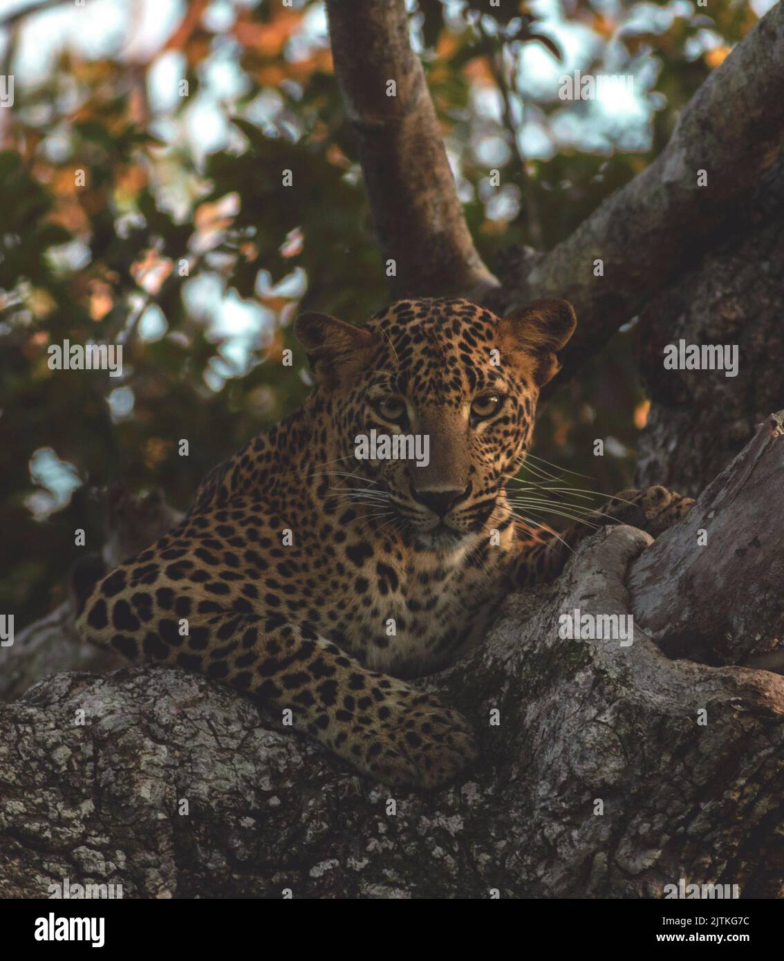 leopardo nell'albero; leopardo su un albero; leopardo che riposa; leopardo che guarda la preda; leopardo che guarda; leopardo che guarda; leopardo dello Sri Lanka da Yala NP Foto Stock