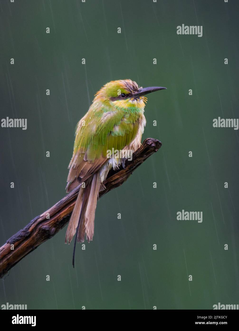 Green Bee Eater in caso di pioggia Foto Stock