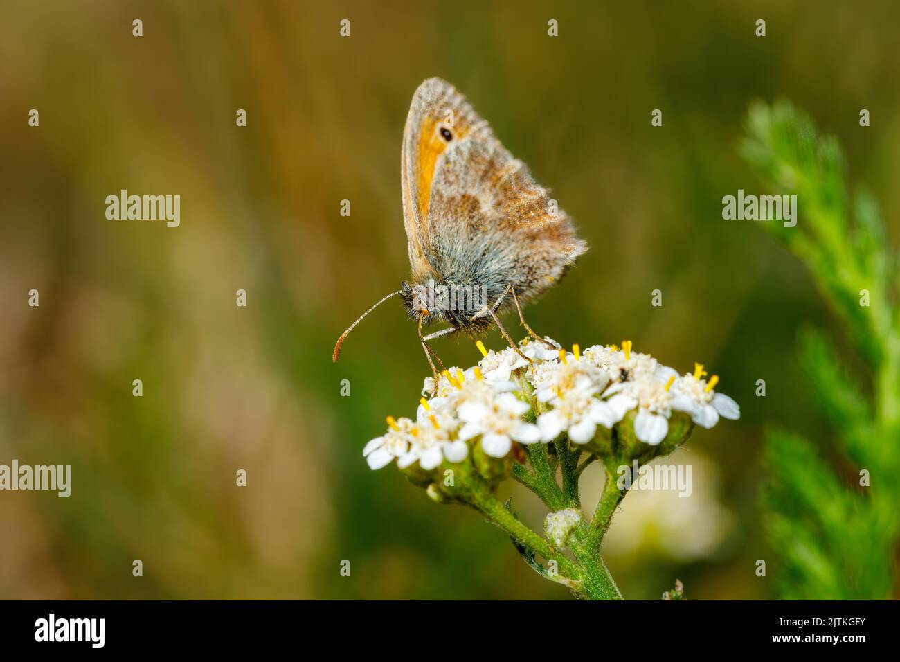 Una piccola farfalla a occhio di bue su un fiore Foto Stock