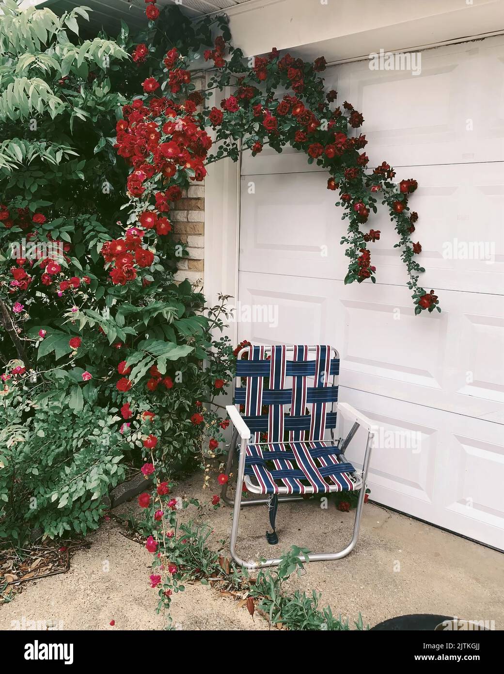 Uno scatto verticale di una sedia da prato davanti ad una porta bianca del garage vicino ad un giardino con le rose rampicanti rosse che appendono sopra. Foto Stock