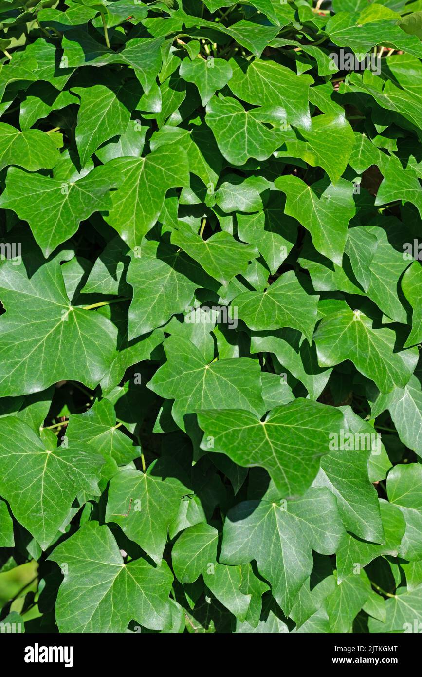 Ivy, Hedera Helix, in un primo piano Foto Stock