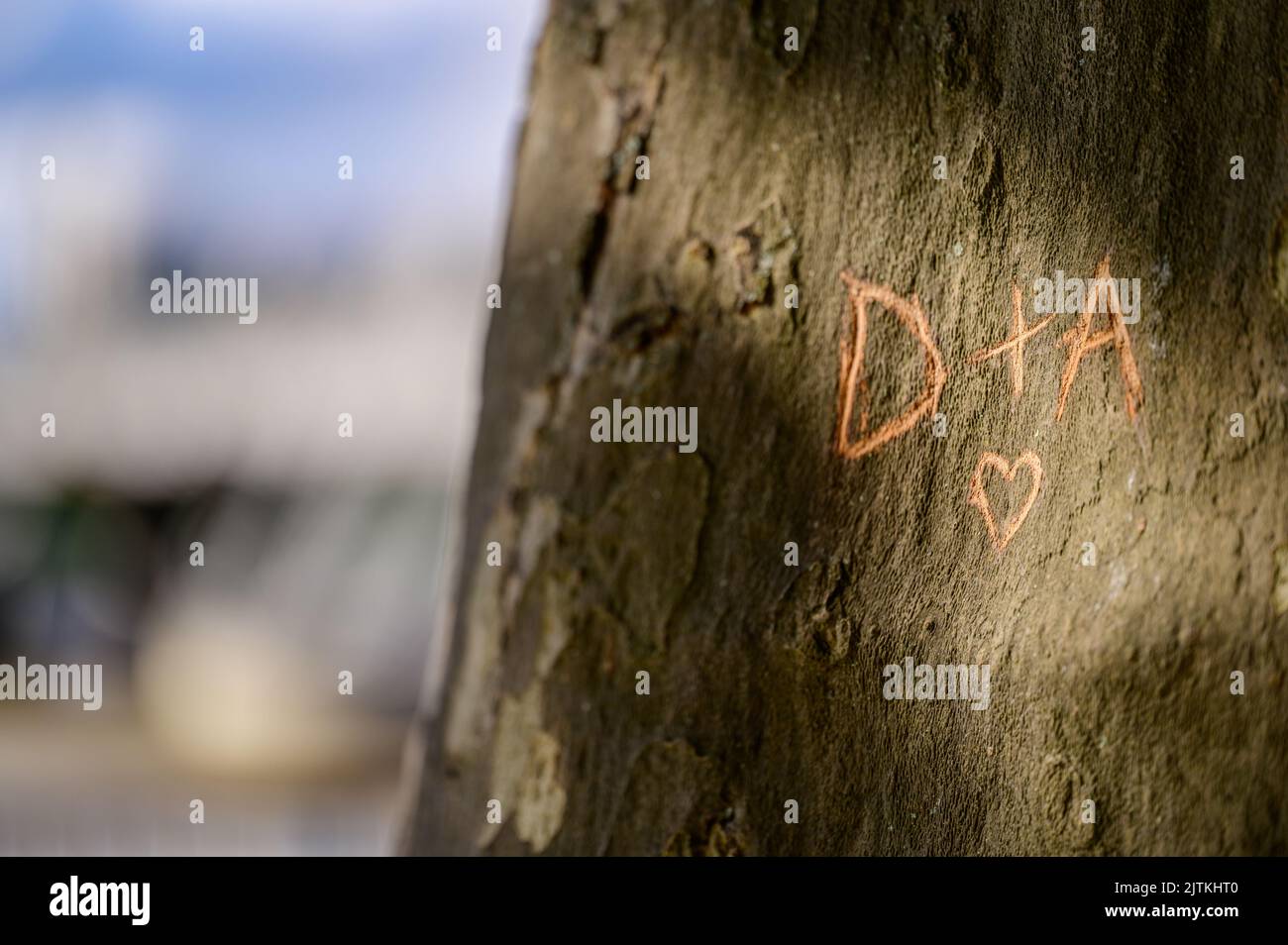 LONDRA - 20 maggio 2022: Iniziali e cuore scolpiti nel tronco dell'albero e illuminati dalla luce del sole dorato Foto Stock