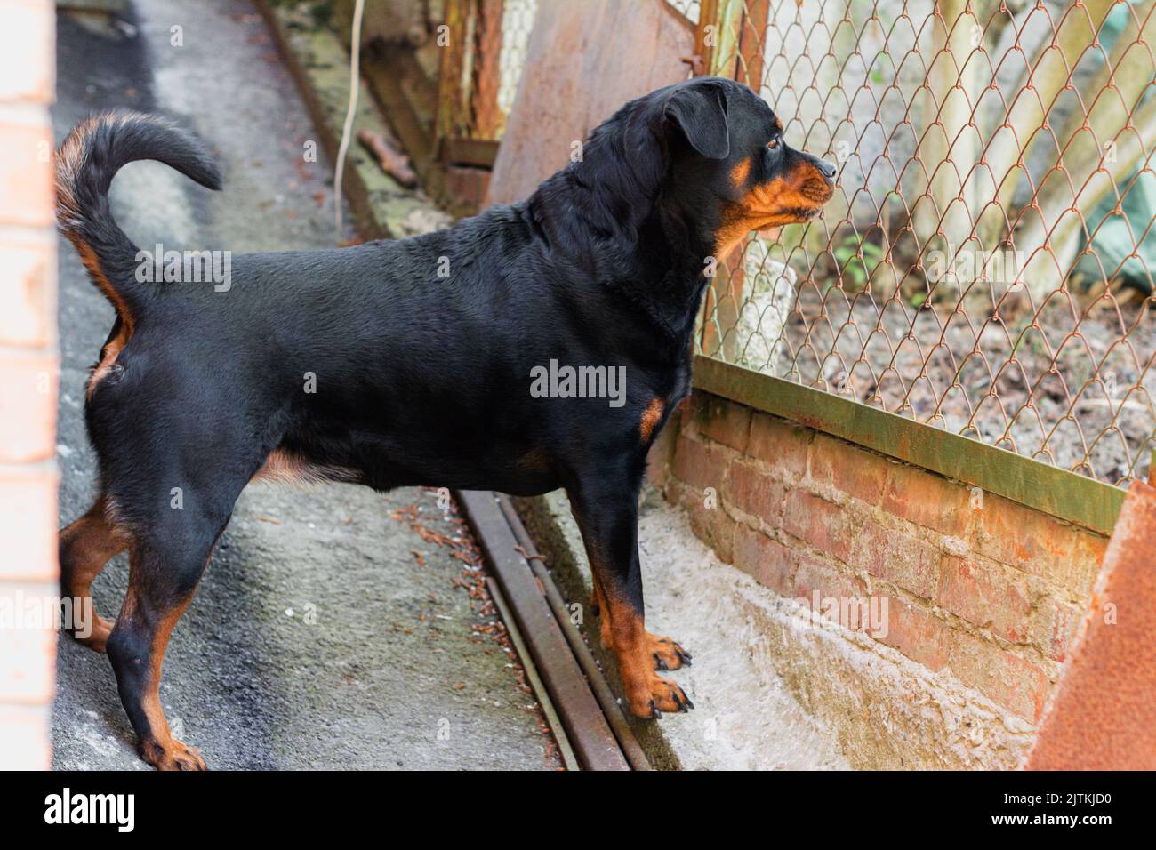 il rottweiler adulto protegge il suo cortile e le cortine attraverso il fuoco selettivo della recinzione Foto Stock