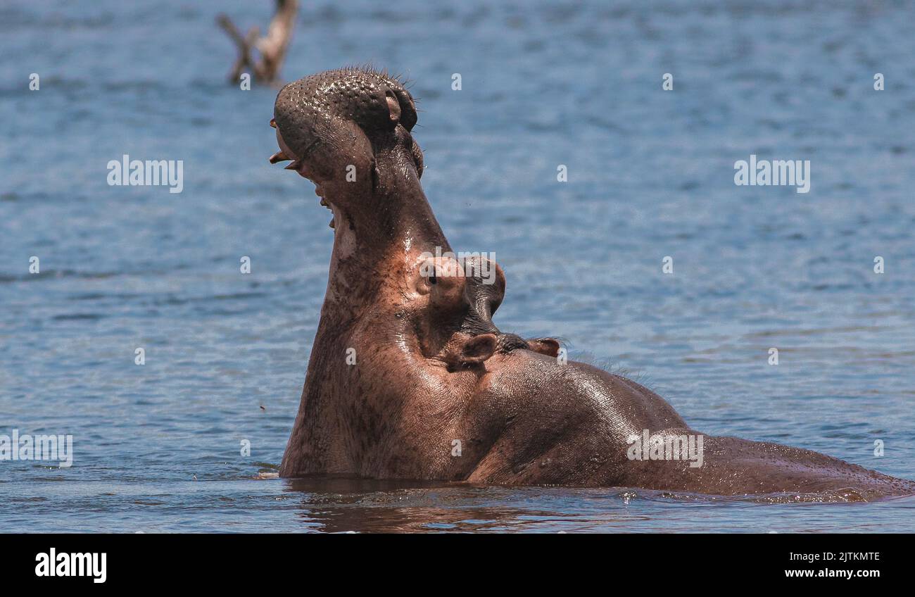 Ippopotamo; ippopotamo; ippopotamo in acqua; testa di ippopotamo; ippopotamo in primo piano; ippopotamo del Nilo; ippopotamo del Nilo; ippopotamo del Nilo; Foto Stock