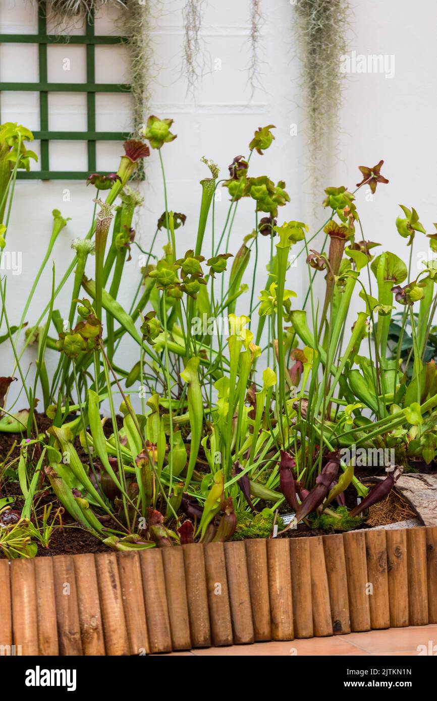La pianta carnivora di Sarracenia è coltivata in giardino. Pianta che consuma insetto con foglie come trappola. Foto Stock