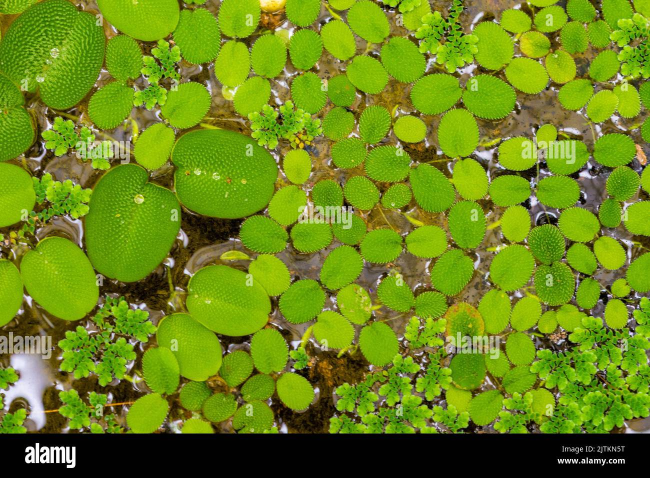 nymphaea lascia sull'acqua. Pianta che cresce nel lago con foglia grande. Foto Stock
