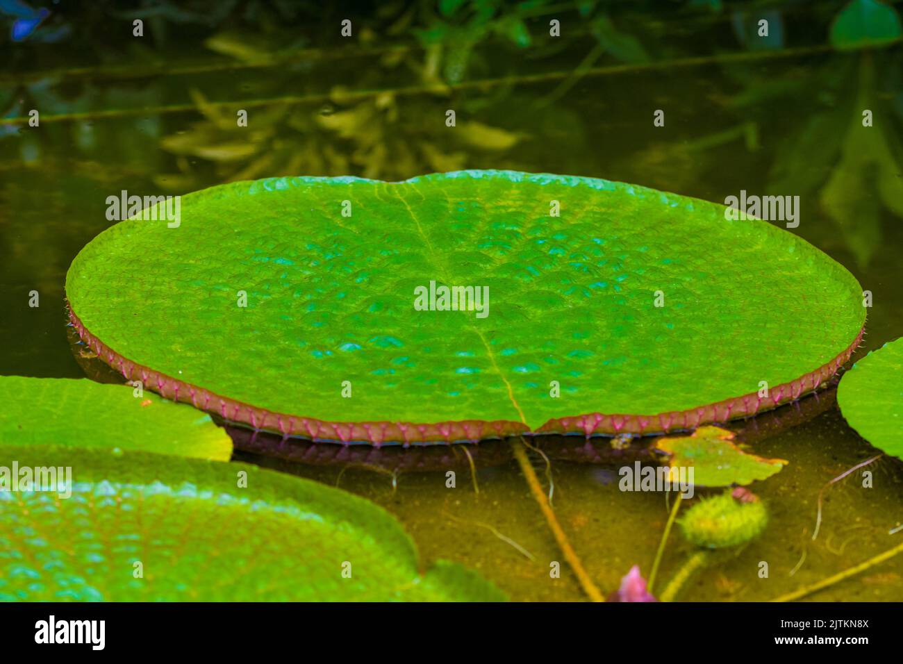 nymphaea lascia sull'acqua. Pianta che cresce nel lago con foglia grande. Foto Stock