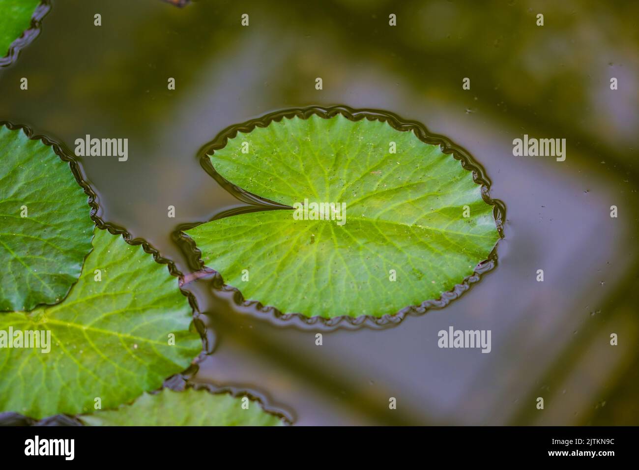 nymphaea lascia sull'acqua. Pianta che cresce nel lago con foglia grande. Foto Stock