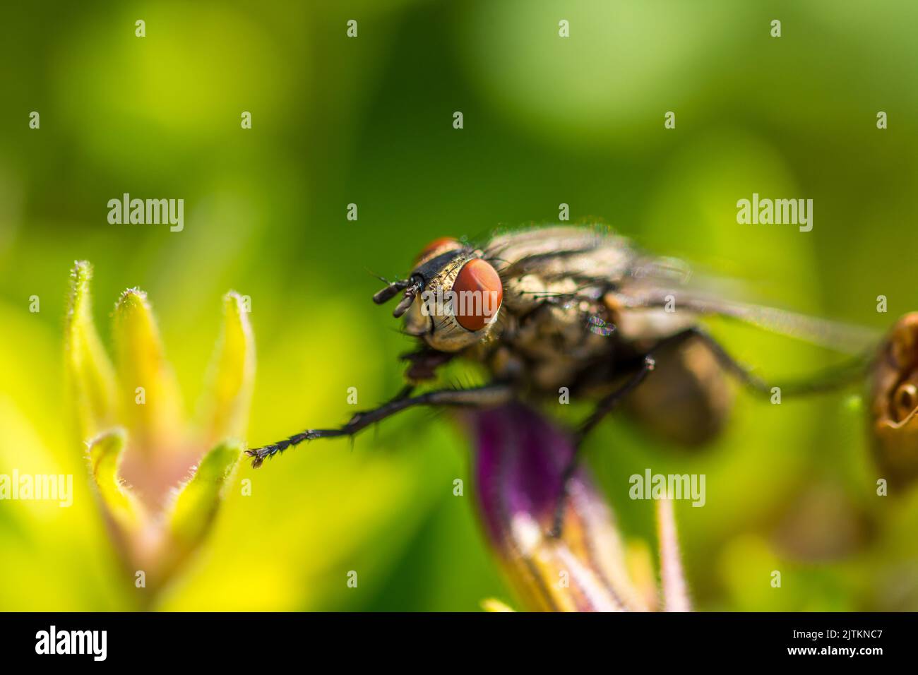 sarcofaga carnaria insetto sulla foglia verde. Macro di animale mosca e dettaglio dell'occhio. Foto Stock