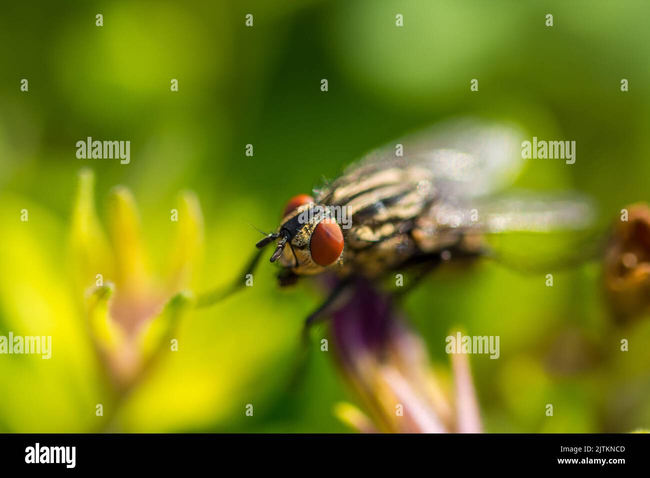sarcofaga carnaria insetto sulla foglia verde. Macro di animale mosca e dettaglio dell'occhio. Foto Stock