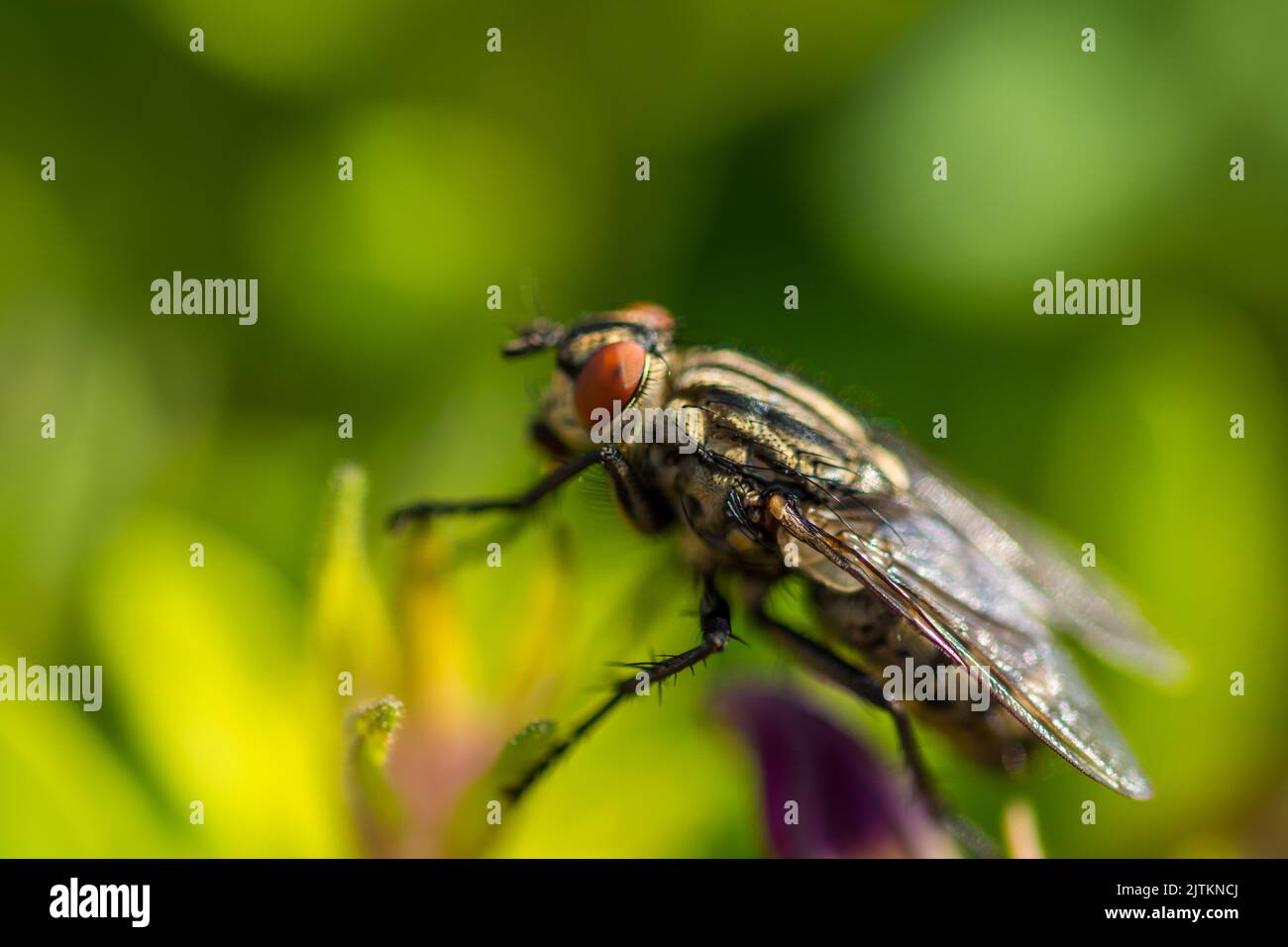 sarcofaga carnaria insetto sulla foglia verde. Macro di animale mosca e dettaglio dell'occhio. Foto Stock