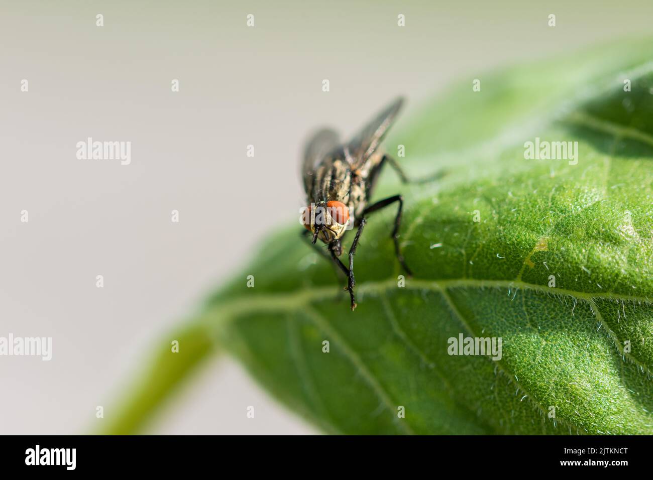sarcofaga carnaria insetto sulla foglia verde. Macro di animale mosca e dettaglio dell'occhio. Foto Stock