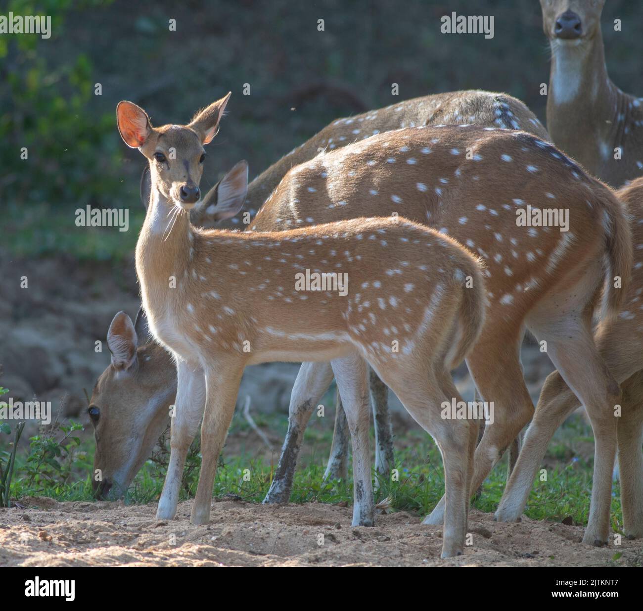 Cervo nella savana; cervo nell'erba; cervo in piedi al sole; cervo maschio con corna; cervo macchiato maschio; cervo macchiato da Wilpattu National Foto Stock