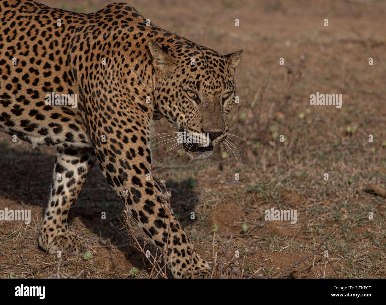 Leopardo; leopardo; sole sul viso leopardo; sole sul leopardo; leopardo al sole; leopardo al sole; spot leopardo; motivo spot leopardo Foto Stock