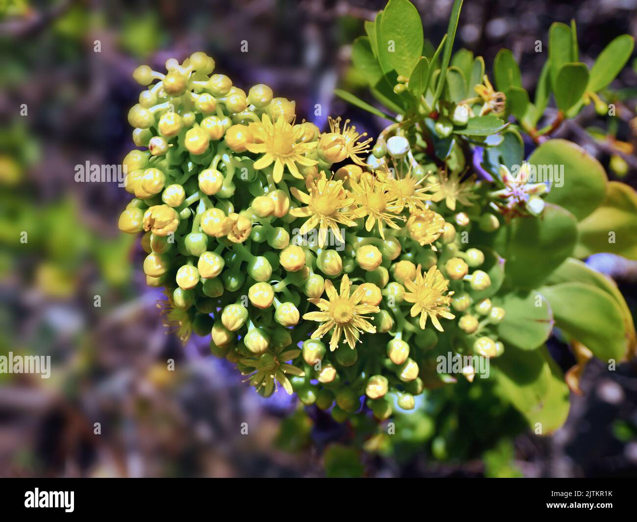 Primo piano del grande fiore di una radice di tetto di colore giallo, l'olocrisum di Aeonio, endemico alle Canarie. Bookeh morbido sullo sfondo Foto Stock