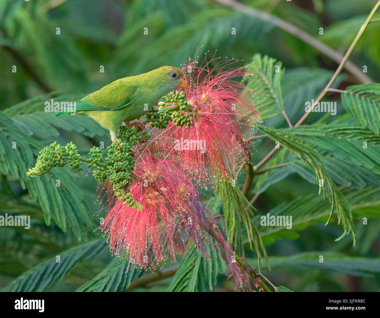 Pappagallo pappagallo sul nettare; pappagallo verde; pappagallo appeso; uccello appoggiato su un ramo; uccello appollaiato su un ramo; pappagallo Ceylon Sinharaja Foto Stock