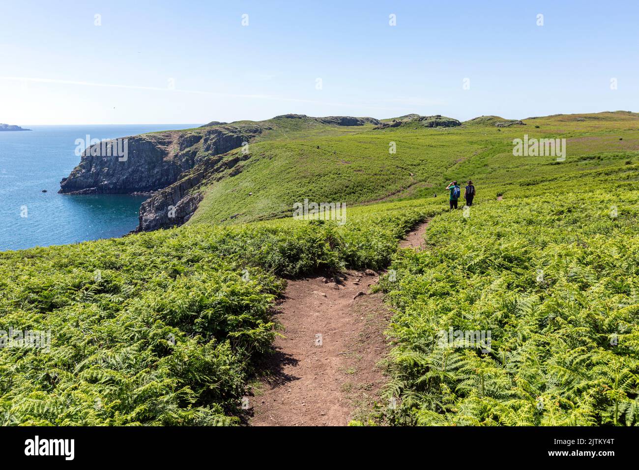 Paesaggio di Skomer Island, Pembrokeshire, Galles, Regno Unito Foto Stock