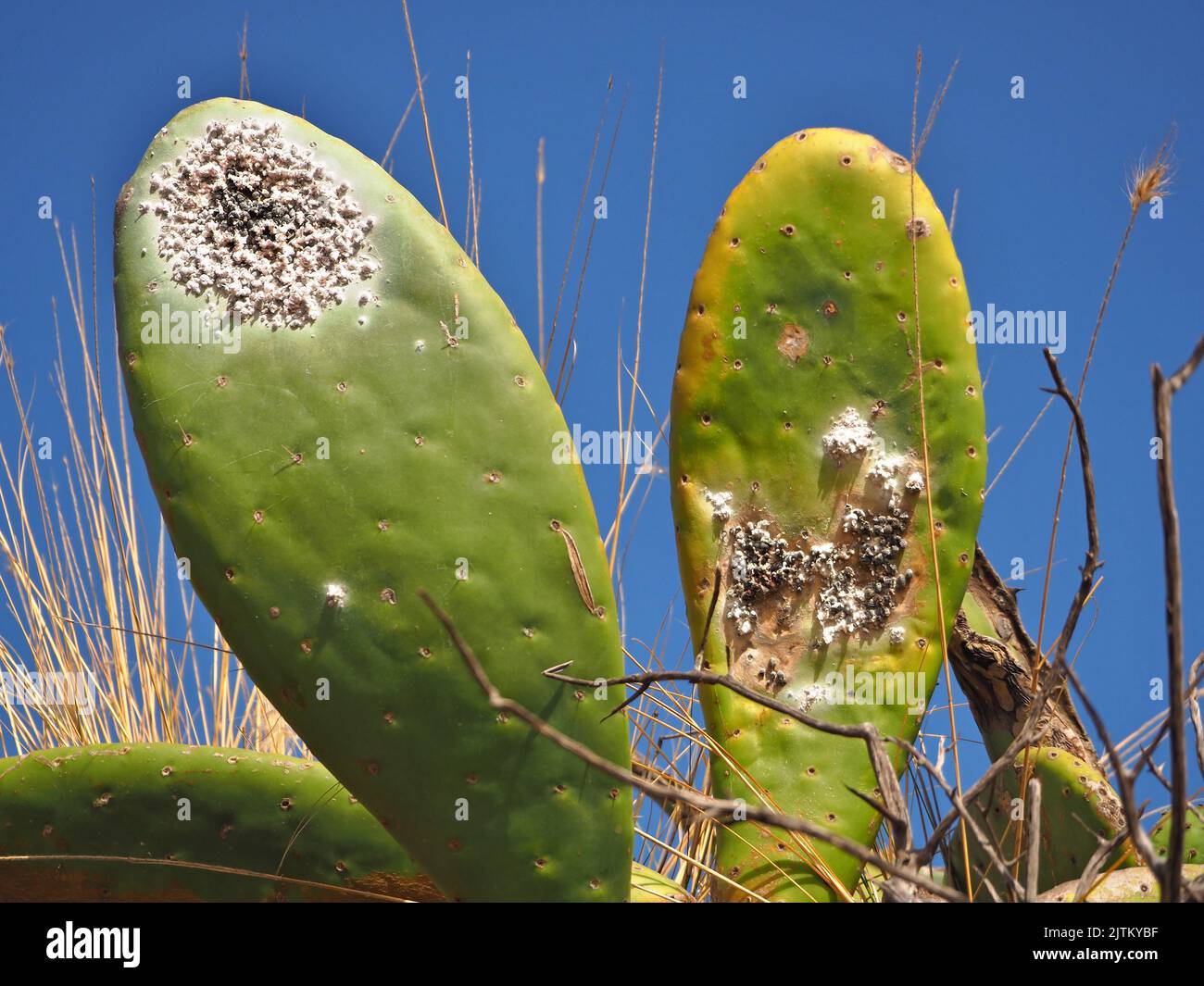 Trialeurodes vaporariorum, comunemente noto come whitefly o serra whitefly, è una specie di omoptera insetto della famiglia Aleyrodidae che vive in Foto Stock