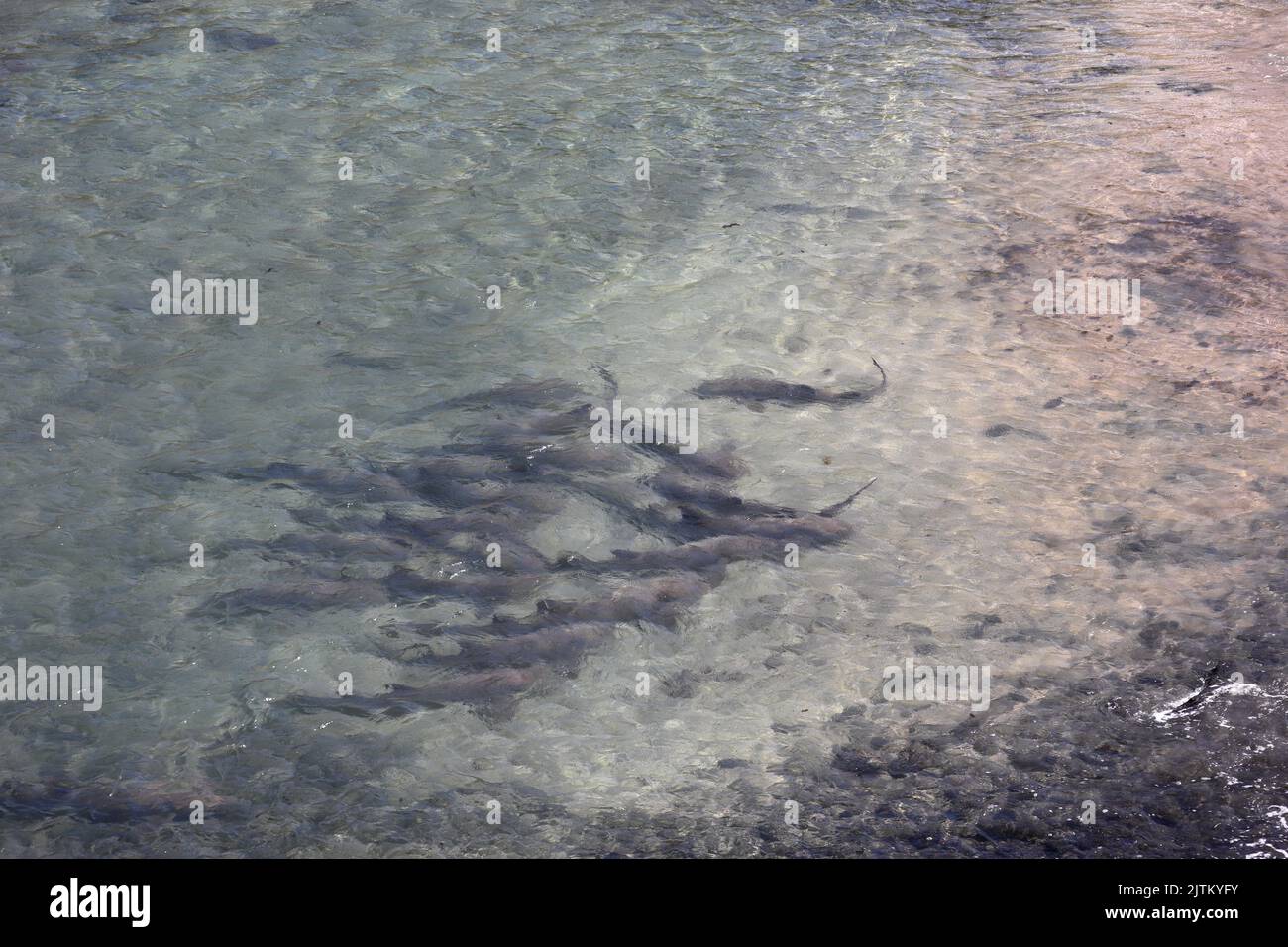 Tubarao Limao o Lemon Shark si radunarono in superficie all'isola di Fernando de Noronha, Brasile. Negaprion brevirostris Foto Stock