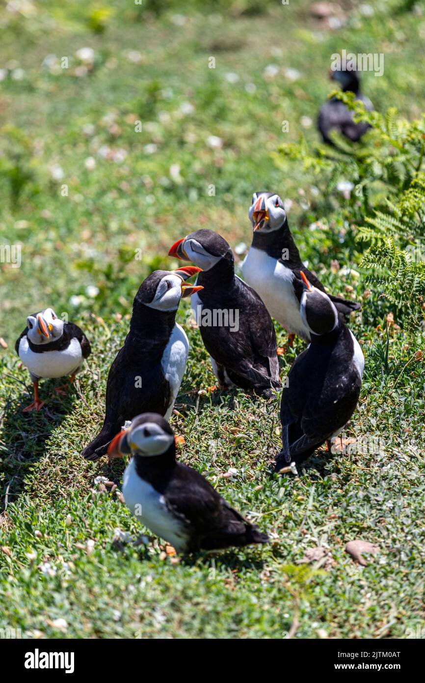 Puffin Atlantico (Fratercula artica) circondato da fiori, Skomer Island, Pembrokeshire, Galles, Regno Unito Foto Stock