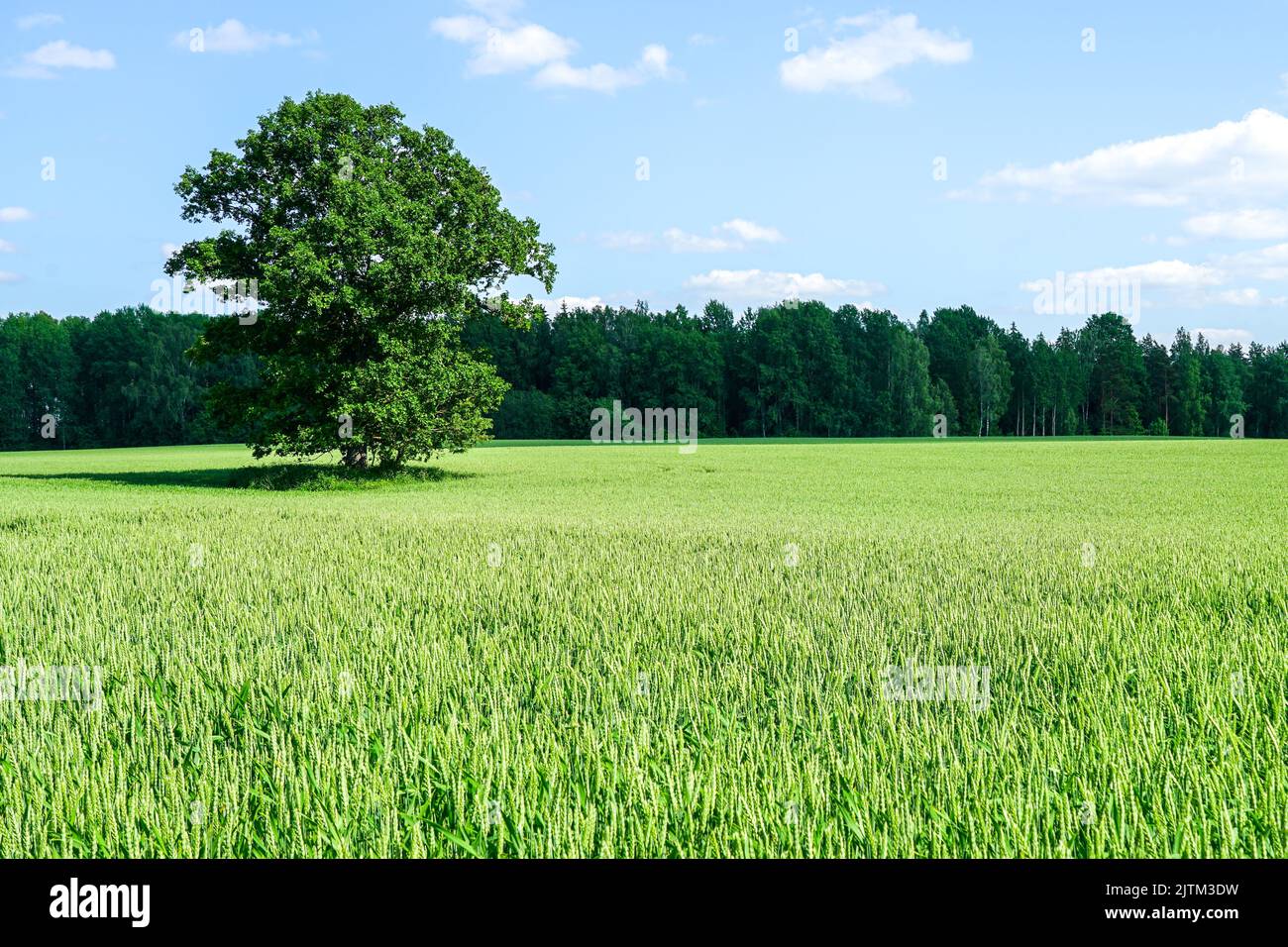 Un querce nel mezzo di un campo di grano su uno sfondo di foresta e cielo blu con nuvole bianche Foto Stock