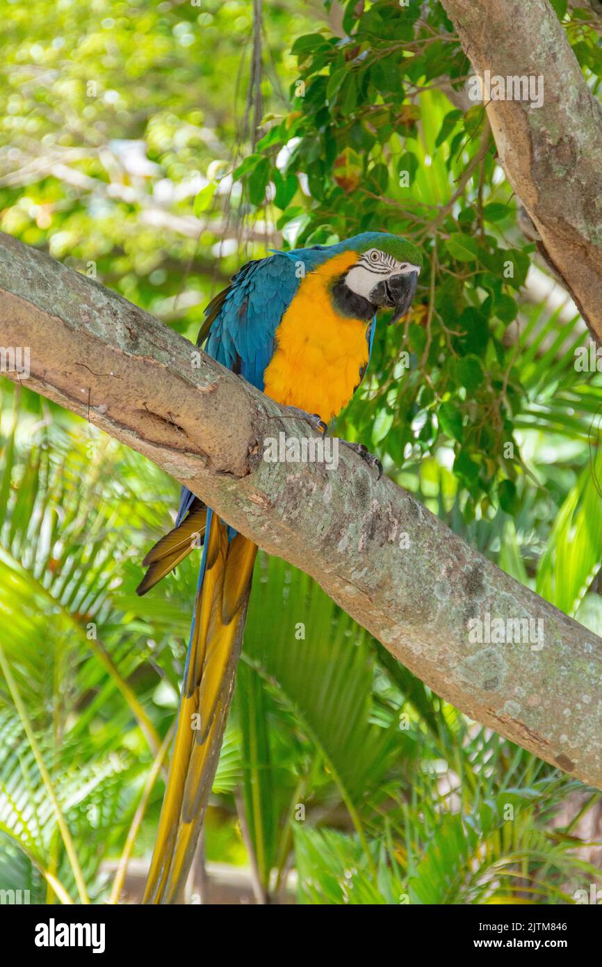 Macaw brace giallo su un tronco di albero a rio de janeiro in Brasile. Foto Stock
