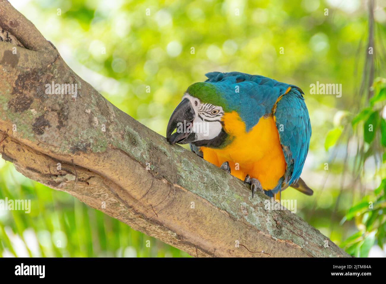 Macaw brace giallo su un tronco di albero a rio de janeiro in Brasile. Foto Stock