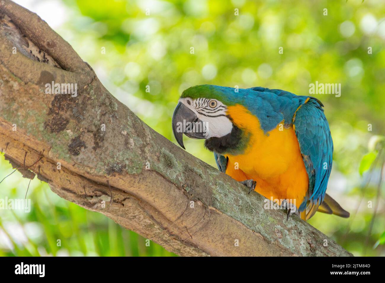 Macaw brace giallo su un tronco di albero a rio de janeiro in Brasile. Foto Stock