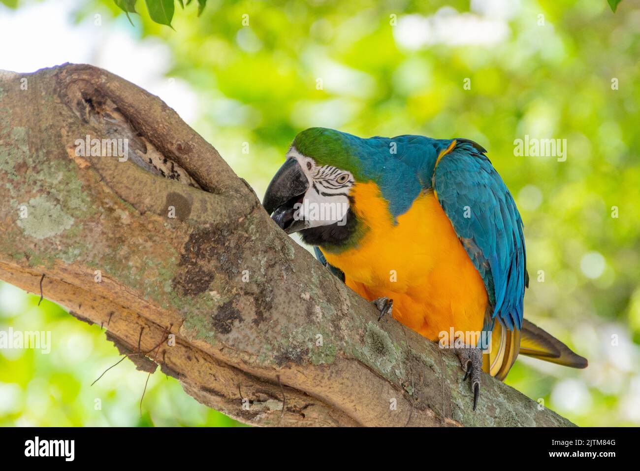 Macaw brace giallo su un tronco di albero a rio de janeiro in Brasile. Foto Stock