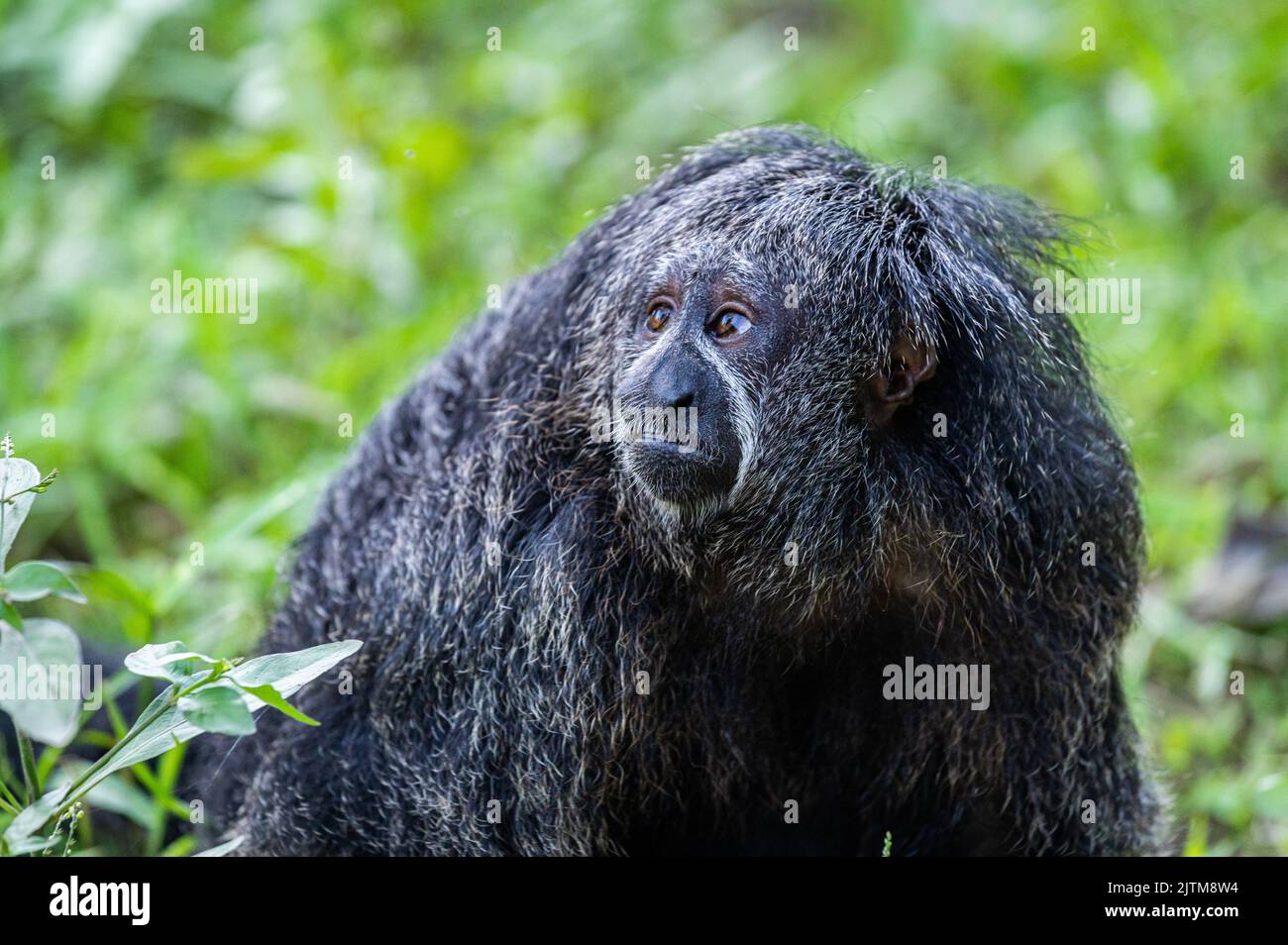 Una vecchia marmset di Goeldi in un centro di salvataggio nel bacino dell'Amazzonia peruviana Foto Stock