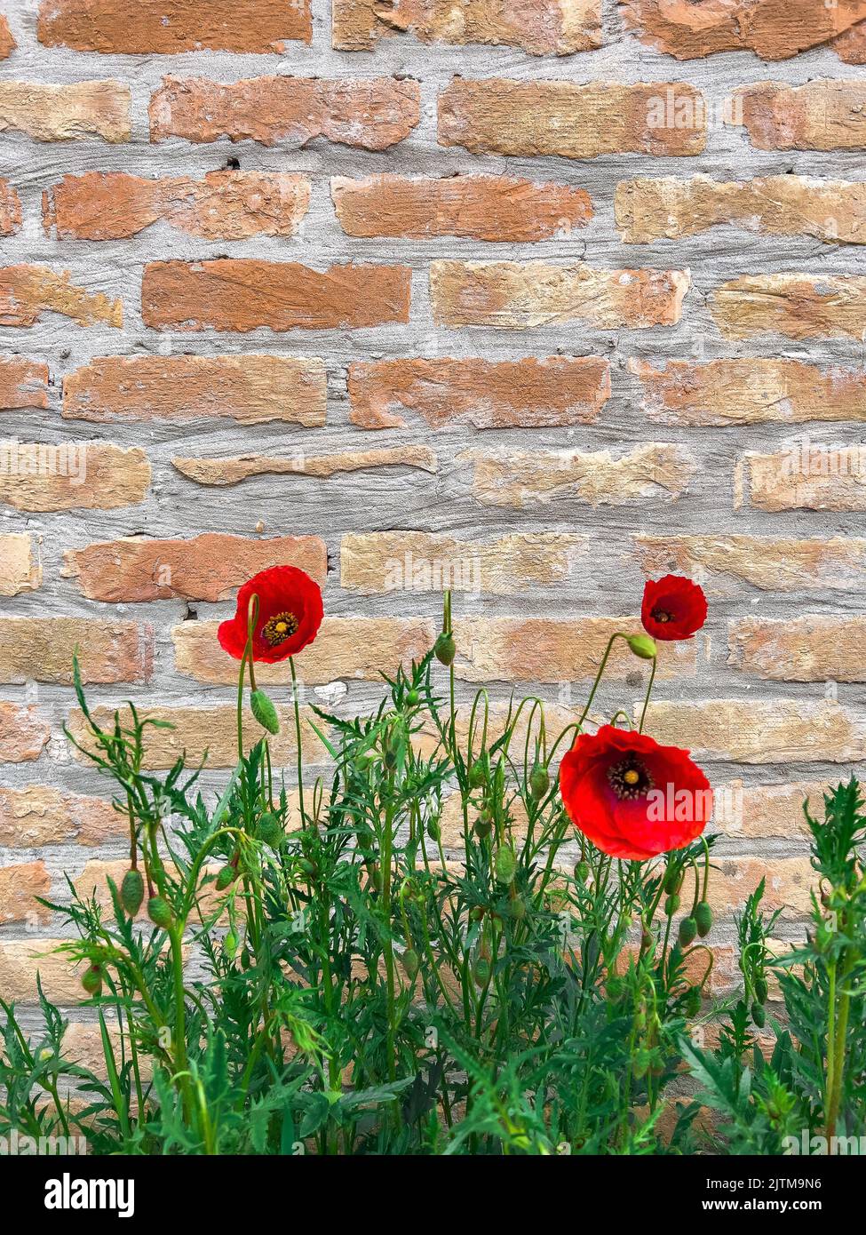 Una vista verticale di tulipani rossi che crescono di fronte ad un muro di mattoni. Adatto per uno sfondo. Foto Stock