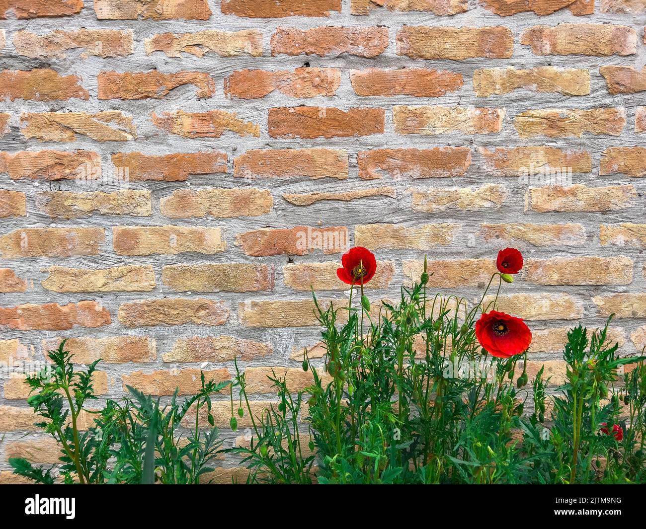 Una vista verticale di tulipani rossi che crescono di fronte ad un muro di mattoni. Adatto per uno sfondo. Foto Stock