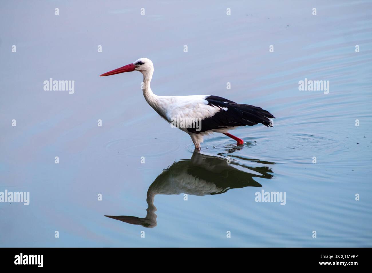 Alta cicogna a zampe lunghe è a piedi sul lago, cicogna e la sua riflessione sull'acqua, fuoco selettivo Foto Stock