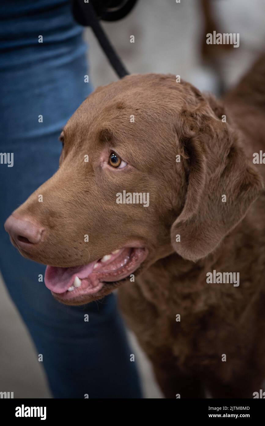 Cane a spettacolo di cani Foto Stock